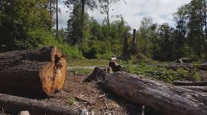How Our Tree Care Process Works  in  Brookshire, TX